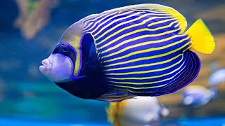 Emperor angelfish Pomacanthus imperator  4K [upl. by Alena]