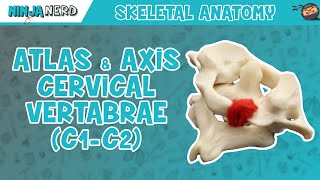 Atlas amp Axis Cervical Vertebrae C1C2 Anatomy [upl. by Urbana620]