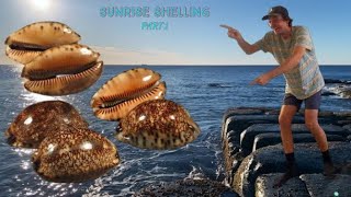 RARE 1 IN 10000 SEASHELL FINDS AT LOW TIDE I FOUND 7 GIANT COWRY SHELLS BEACH COMBING  PART 1 [upl. by Euqor]