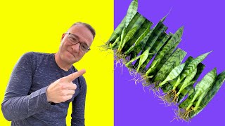 Secrets to Snake Plant Propagation How to Propagate Sansevieria [upl. by Nnylkoorb]