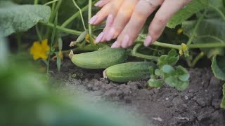 Untreated water tied to salmonella outbreak in cucumbers [upl. by Avrenim]