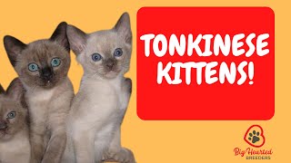 Tonkinese Cat  Tonkinese Kittens Learn Tonkinese cat colors and the Tonkinese cat personality [upl. by Hillari123]