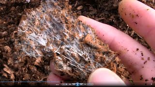 How to Grow Your Own Mycorrhizal Fungi in Chicken Manure and Wood Shavings [upl. by Silletram881]