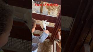 Farm of Melville taniatania shorts facts boy zoo animals  love  travel feed happines [upl. by Malamud390]