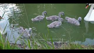 Bedford Park Cygnets  28 June 2024 [upl. by Tan]