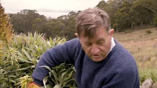 Pride of Madeira Echium Candicans Plant Care Deadheading flowering plants [upl. by Anhpad]