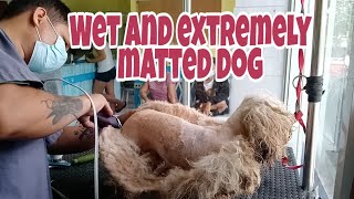 WET AND EXTREMELY MATTED DOG GROOMING  Shavedown [upl. by Ande]