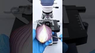 Onion Peel Under The Microscope 😲😲 shorts onion underamicroscope microscope [upl. by Ahseenat]