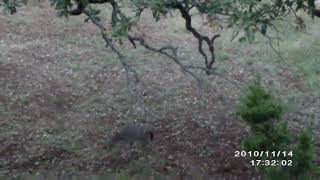 First Season BOW HUNTING Texas episode 3 bowhunting wildmanoutdoors staywild [upl. by Isied254]