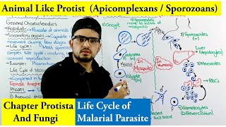 Animal Like protists Apicomplexa or Sporozoa  Life cycle of Plasmodium Malaria [upl. by Ytirahc]