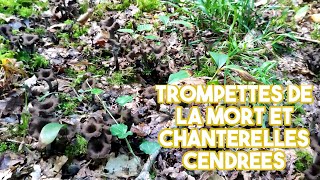 Trompettes de la mort et chanterelles cendrées [upl. by Eceryt]