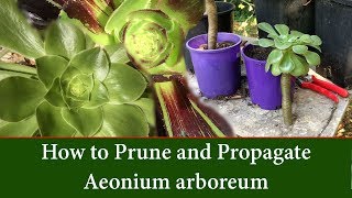 How to Prune and Take Cuttings of Aeonium arboreum  The Tree Aeonium [upl. by Loris]