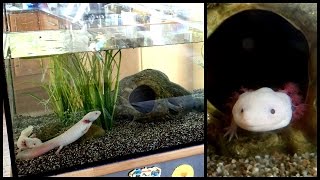 Aquarium Setup Axolotl Tank Ambystoma mexicanum  How to set up an Axolotl Tank [upl. by Atikahs]