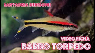 Sahyadria denisonii 🐟 Barbo Torpedo 🚀 Video 🎥 Ficha [upl. by Beetner]