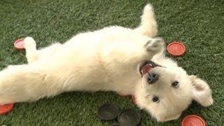 This Golden Retriever Puppy Will Melt Your Heart [upl. by Niels400]