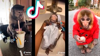 Tik Tok de Monos Graciosos  Funny Monkeys 🐒🤣 [upl. by Dorcy64]