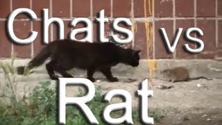 RAT CONTRE CHATS  PAROLE DE CHAT [upl. by Ettevol99]