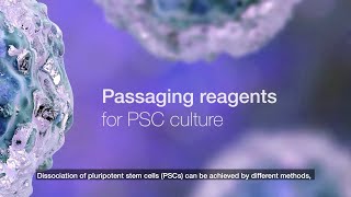 Passaging reagents for PSC culture [upl. by Imis]