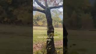 Cades cove  smokymountains cadescove tennessee wildhorses drivenaturepeaceusa scenicdrive [upl. by Dnanidref869]