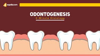 Odontogenesis  2Minute Histology  Anatomy Video Lectures  VLearning [upl. by Netsrejk]