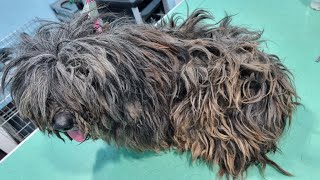 This Matted Dog Had SOOO MANY Ticks [upl. by Atinas]