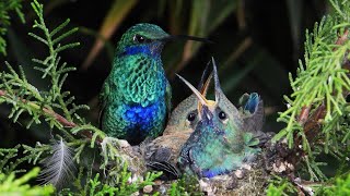 Anidación Colibrí Herrero  Colibri coruscans  Sparkling Violetear  Aves del Ecuador [upl. by Ennaehr]