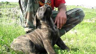 Srpski Odbrambeni Pas  Serbian Defance Dog [upl. by Nolad]