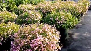 Best Perennials  Gypsophila Filou Rose Babys Breath [upl. by Eiddam]