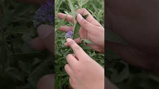 How To Identify Plants  Blue Mist Spirea  Key Features gardening plantingtips shorts [upl. by Elumas]