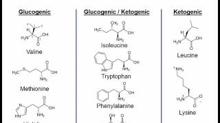 Essential amino acids mnemonic song  very short [upl. by Tarfe321]