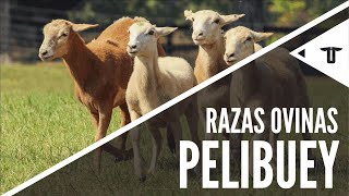 Pelibuey  Razas ovinas [upl. by Hanauq]