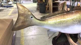 Redfish on Muddball  Gray Taxidermy Fishmounts Custom fish reproductions [upl. by Eenafit293]