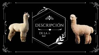 DESCRIPCIÓN DE LA ALPACA RAZA Huacaya [upl. by Imoyn962]