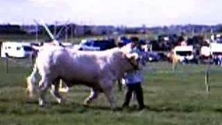 how show charolais cattle [upl. by Juxon]