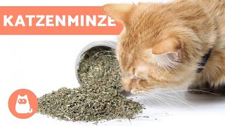 Katzenminze für Katzen  Anwendung und Auswirkungen [upl. by Roxine703]