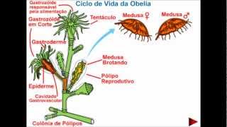 Ciclo de vida da Obelia [upl. by Labotsirhc774]