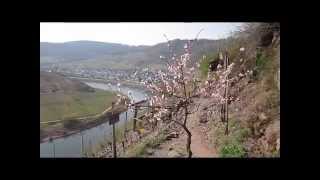 Der Calmont Klettersteig an der Mosel [upl. by Bollinger]