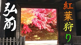 【紅葉狩り弘前城2019】1｜Dynamic Red Leaves in Japan Autumn Leaves｜日本秋天秋色弘前公园舞动的红叶 [upl. by Nogaem721]