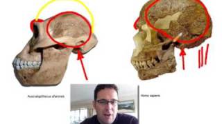 Skullcast comparison of hominin skulls [upl. by Solraced]