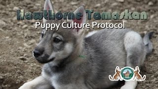 Hawthorne Tamaskan Puppy Culture Protocol [upl. by Just]