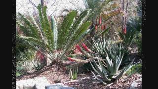 Cycads including Encephalartos  Aloes in a Landscape Pasadena California [upl. by Ibmat976]