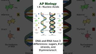 AP Bio  16 DNA and RNA apbiology biochemistry [upl. by Einad]