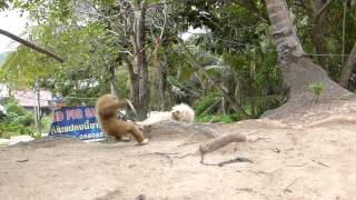 Gibbon Vs Dog fight [upl. by Enneles31]