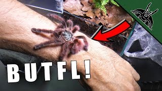 PRETTY TARANTULA IS A THING  Avicularia care sheet [upl. by Noemys]