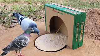 Creative pigeon bird trap Using Flat Paper  Easy Unique Underground Pigeon Trap [upl. by Nodarb]