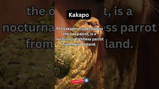 Amazing Kakapo Fact [upl. by Bonnette]