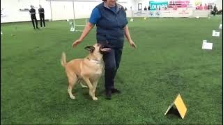 FCI RALLY OBEDIENCE WORLD CHAMPIONSHIP 2024 course 1 KUTINAN XUURVILI [upl. by Craw]