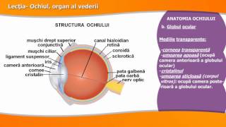 OCHIUL ORGAN AL VEDERII [upl. by Katha]