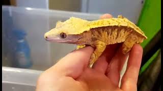 Angry Crested Gecko  Part 2 [upl. by Laerdna]