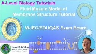 Cell Membrane structure Fluid mosaic model AS Biology WJEC and EDUQAS [upl. by Erastus]